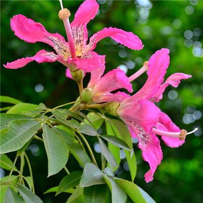 火柴人滑板挑战